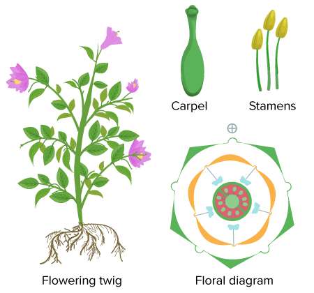 Solanaceae | CK-12 Foundation