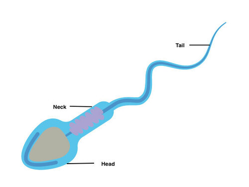 Structure of human sperm.