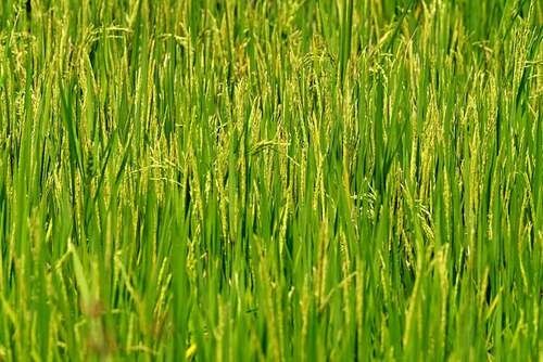 chia seed plant Chia – MIgardener main image 1