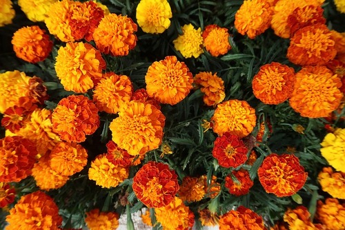 Flowering Plants | CK-12 Foundation