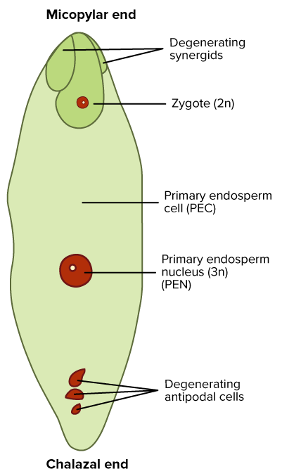 Endosperm and Embryo Development | CK-12 Foundation