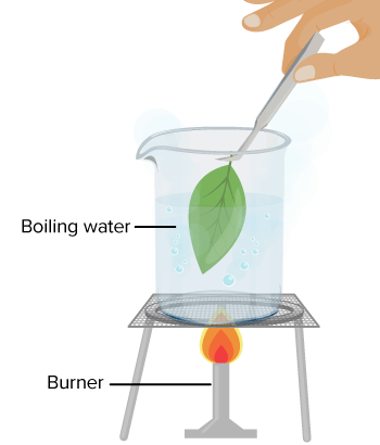 How Do Plants Grow? | CK-12 Foundation