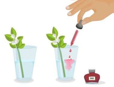Transport in Plants | CK-12 Foundation