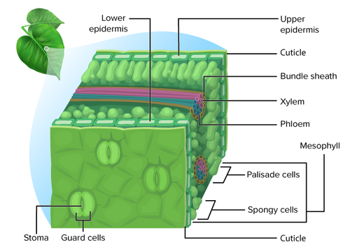 Εγκάρσια τομή φύλλου