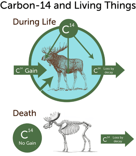 Carbon-14 gain in living organisms and loss after death.