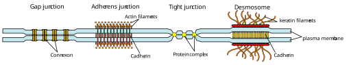 CK12-Foundation